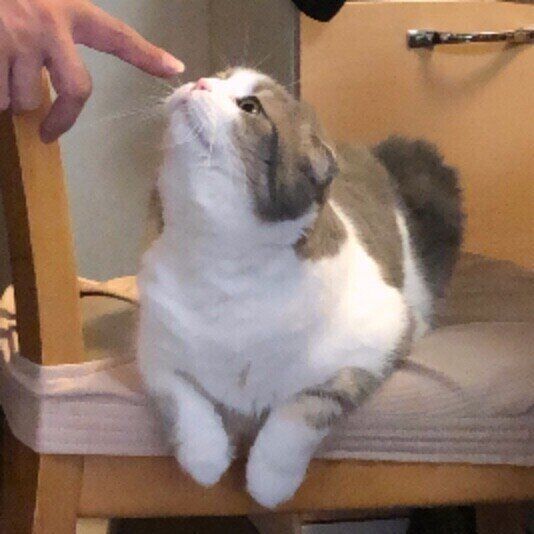 スコティッシュフォールドのくうちゃん