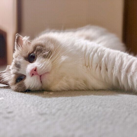 ラグドールのめるもくん