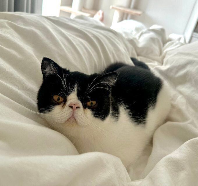 猫ちゃんの足　(奇跡のハート) 猫ちゃんの足(奇跡のハート)