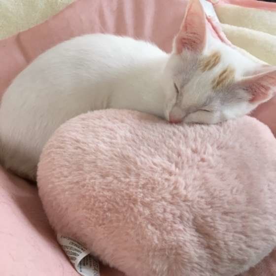 ハートのクッションで眠るMIX