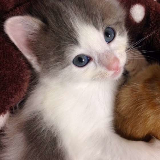 子猫のほるくん