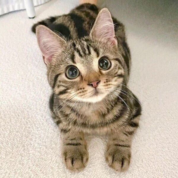 末っ子のマハロくん