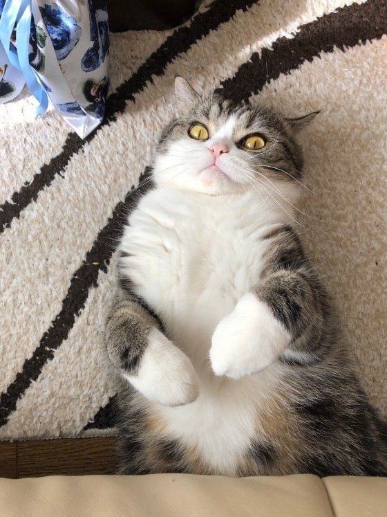 猫が邪魔しがちな飼い主の行動4選 邪魔したくなる理由にキュン♡｜ね 