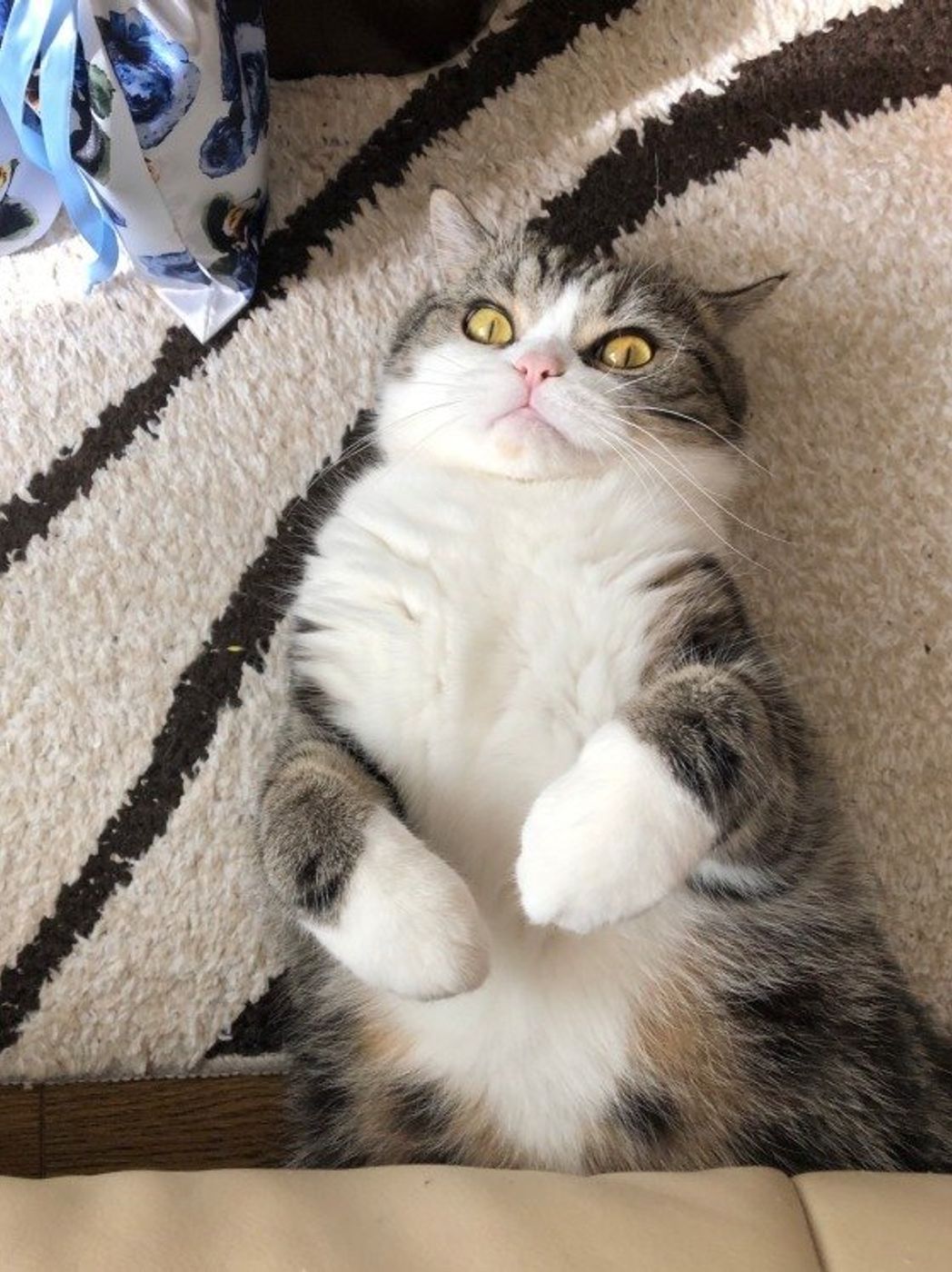 猫が邪魔しがちな飼い主の行動4選 邪魔したくなる理由にキュン ねこのきもちweb Magazine 猫が邪魔しがちな飼い主の行動4選 邪魔したくなる理由にキュン ねこのきもちweb Magazine