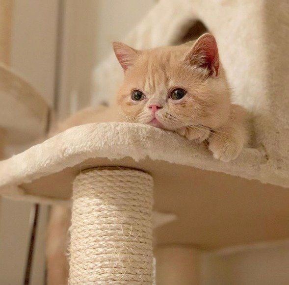 エキゾチックショートヘアのきなこちゃん