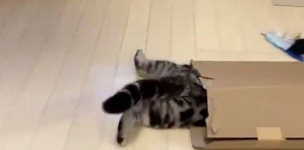 ダンボールにハマるアビーちゃん