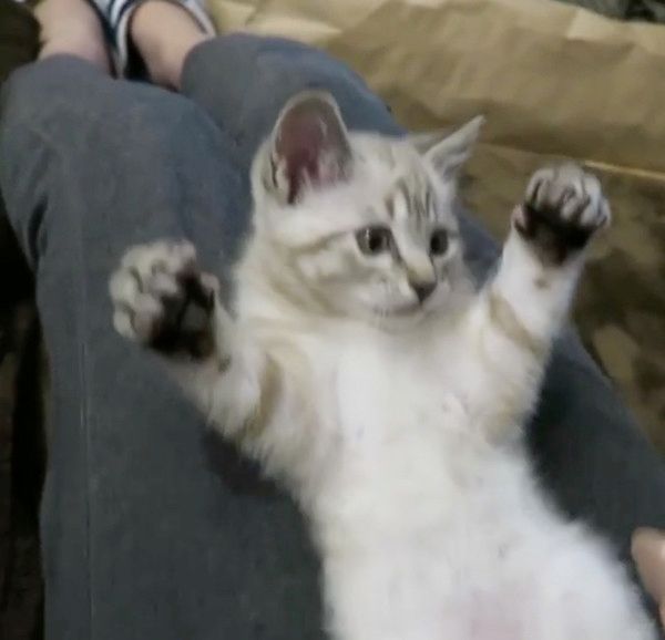 バンザイする猫