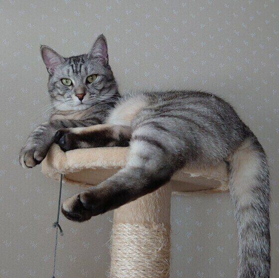 キャットタワーに乗る猫