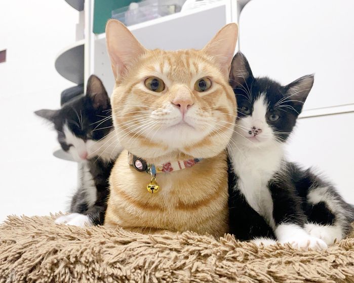 寄り添う3匹の子猫
