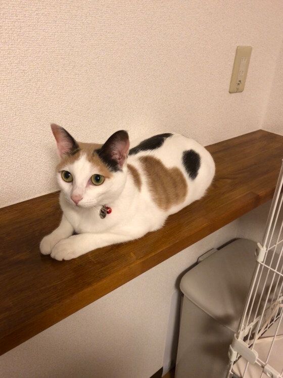 スフィンクス座りしているMIXミケ