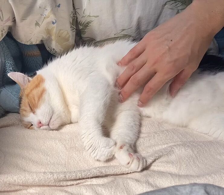 お腹を差し出すミケちゃん