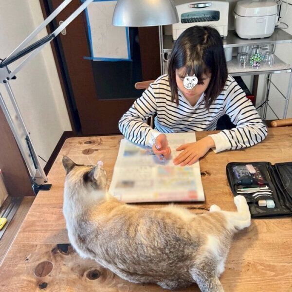 宿題をする娘さんを見つめる猫