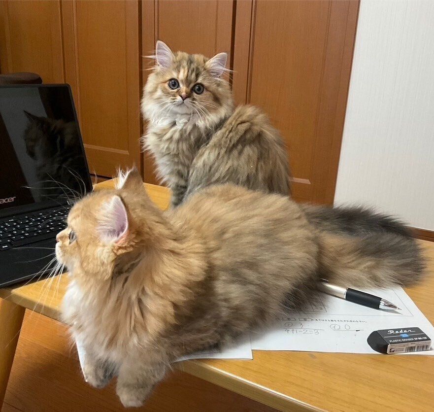 お迎え初日のチャチャちゃん、ラピちゃん