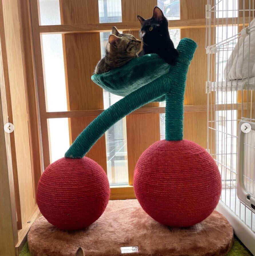 サクランボ型爪とぎに乗る猫たち