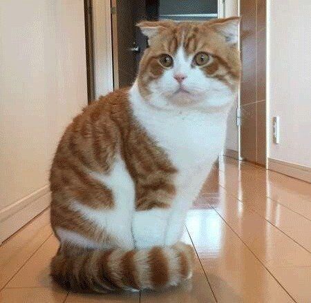 しっぽマフラーで座るスコティッシュフォールド