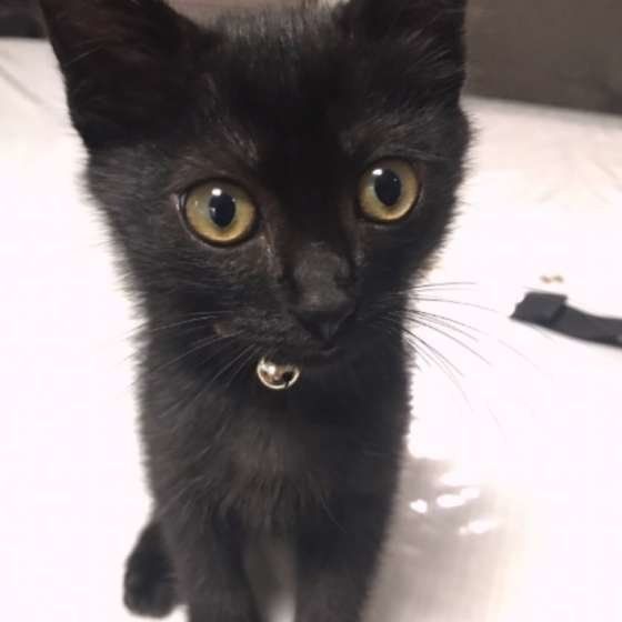 やんちゃなMIX猫