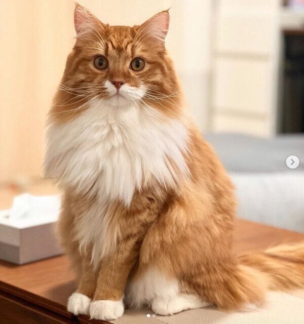 見つめる煉獄くん