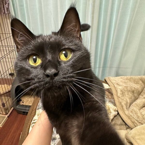 「早くなでて」とおねだりするくうちゃん