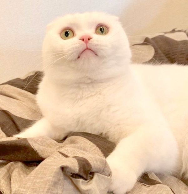 上を見上げるむくちゃん