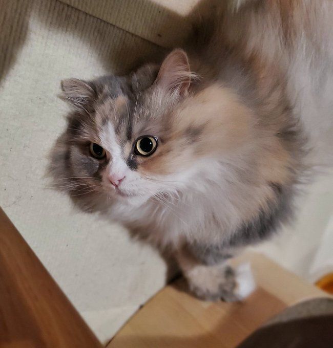 飼い主に甘えるサイベリアン