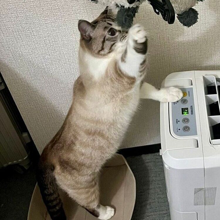 前足を伸ばすちくわくん