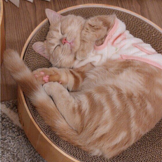 マンチカンのももちゃん