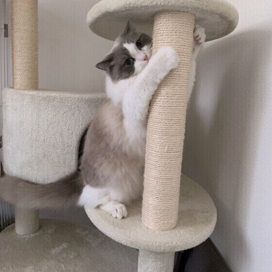 ラグドールのつくしちゃん