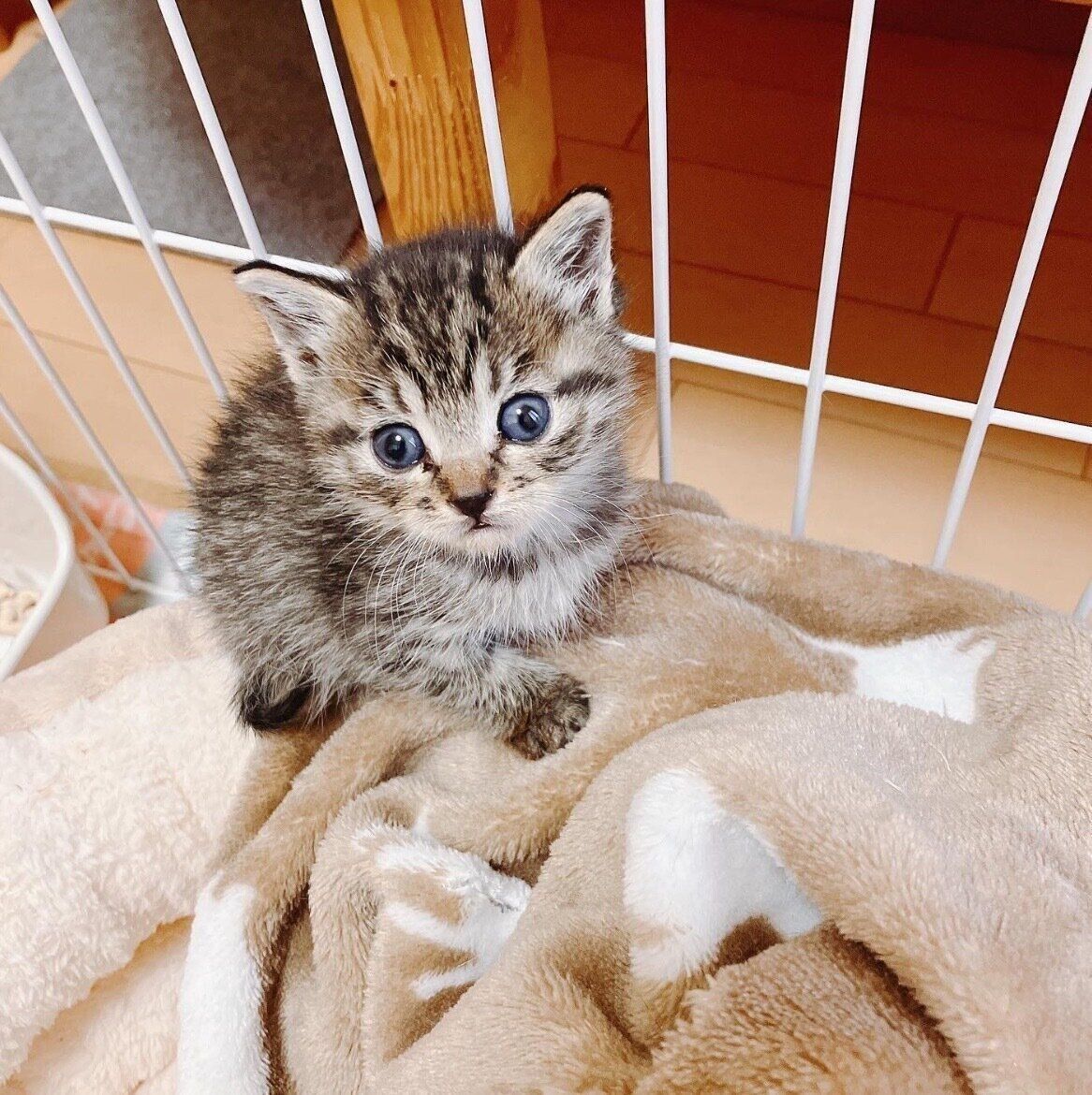 家族になって3日目のあんずちゃん