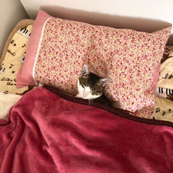 布団で寝ている雑種のレイくん