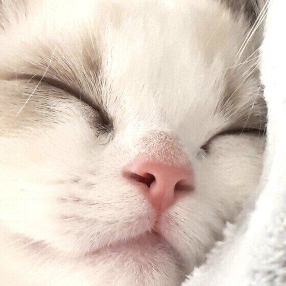 ラグドールのリアンくん