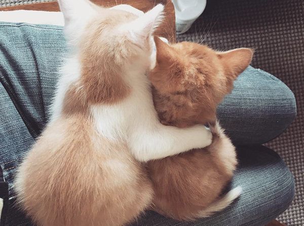 ビスコちゃんとムギちゃん