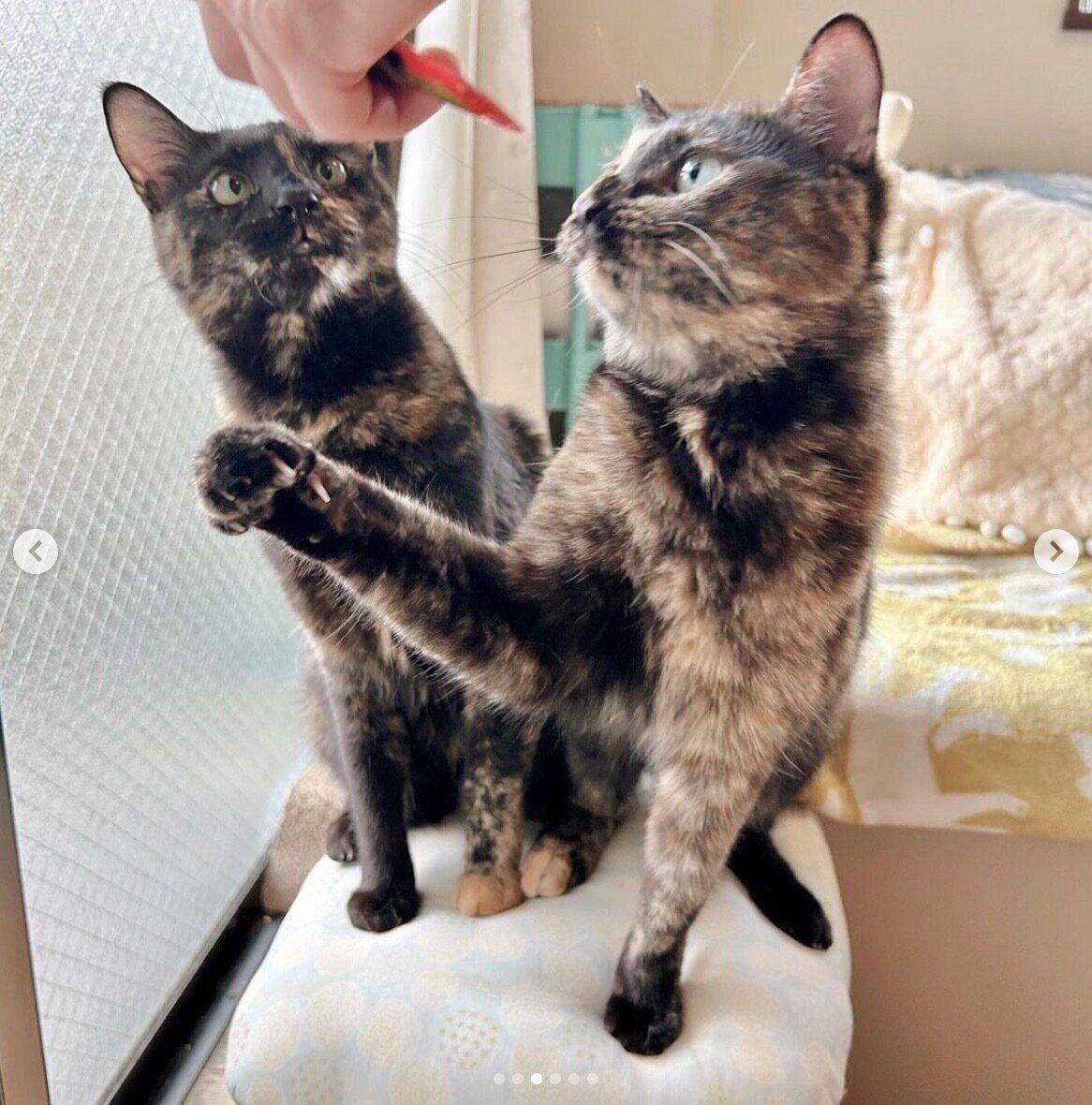 おやつを見つめるエルちゃん、ツヴェちゃん