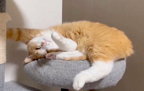 キャットタワーで不思議なポーズをするさんてくん