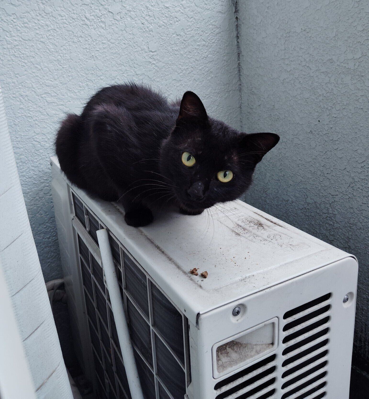 ベランダにいる猫