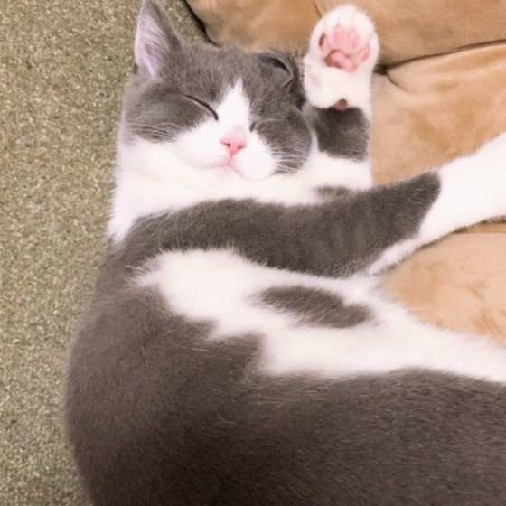 気持ちよさそうに眠るブリティッシュショートヘア