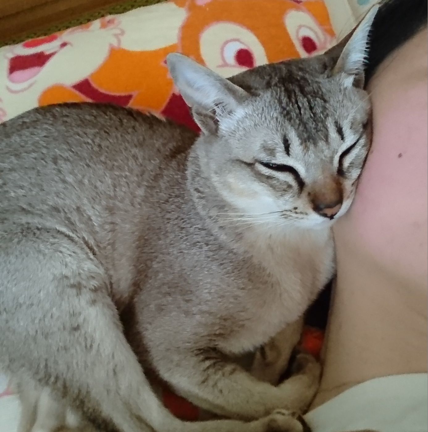 シンガプーラは飼い主さんぞっこんloveで ほかの猫は苦手 ねこのきもちweb Magazine シンガプーラは飼い主さんぞっこんloveで ほかの猫は苦手 ねこのきもちweb Magazine