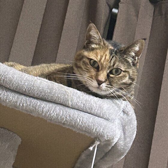 キャットタワーの上にいるキジトラ猫