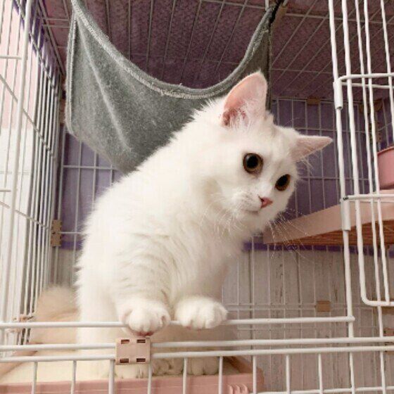 ケージで遊ぶミヌエットの男の子