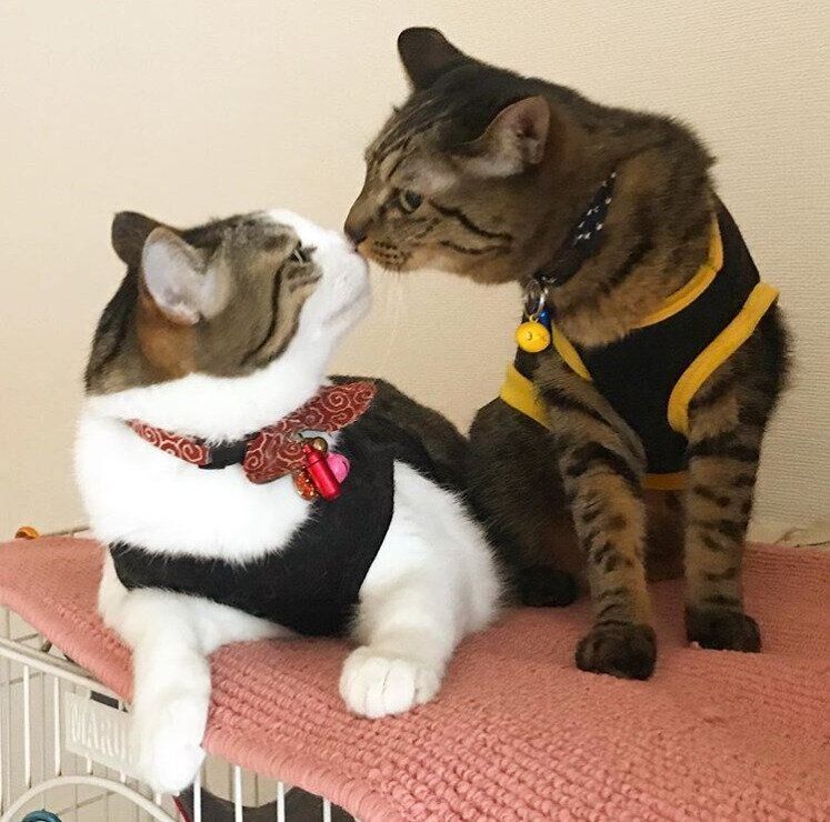 ケージの上で鼻チューする猫