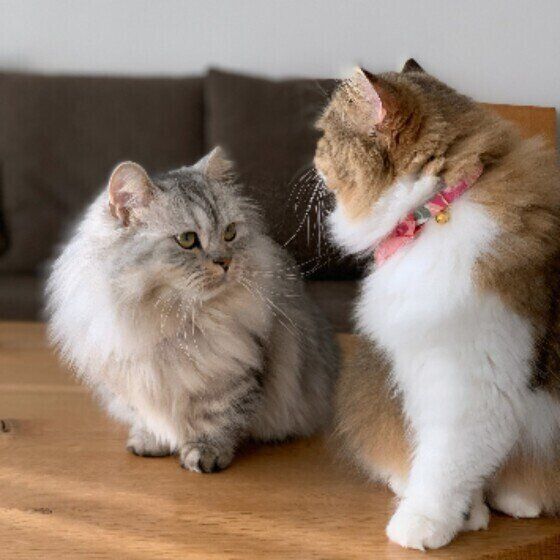 お互いを見合う猫たち