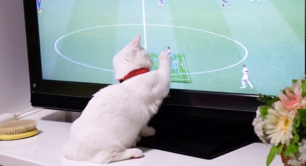 テレビを観る猫
