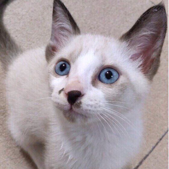 おまめ　子猫の頃 顔体