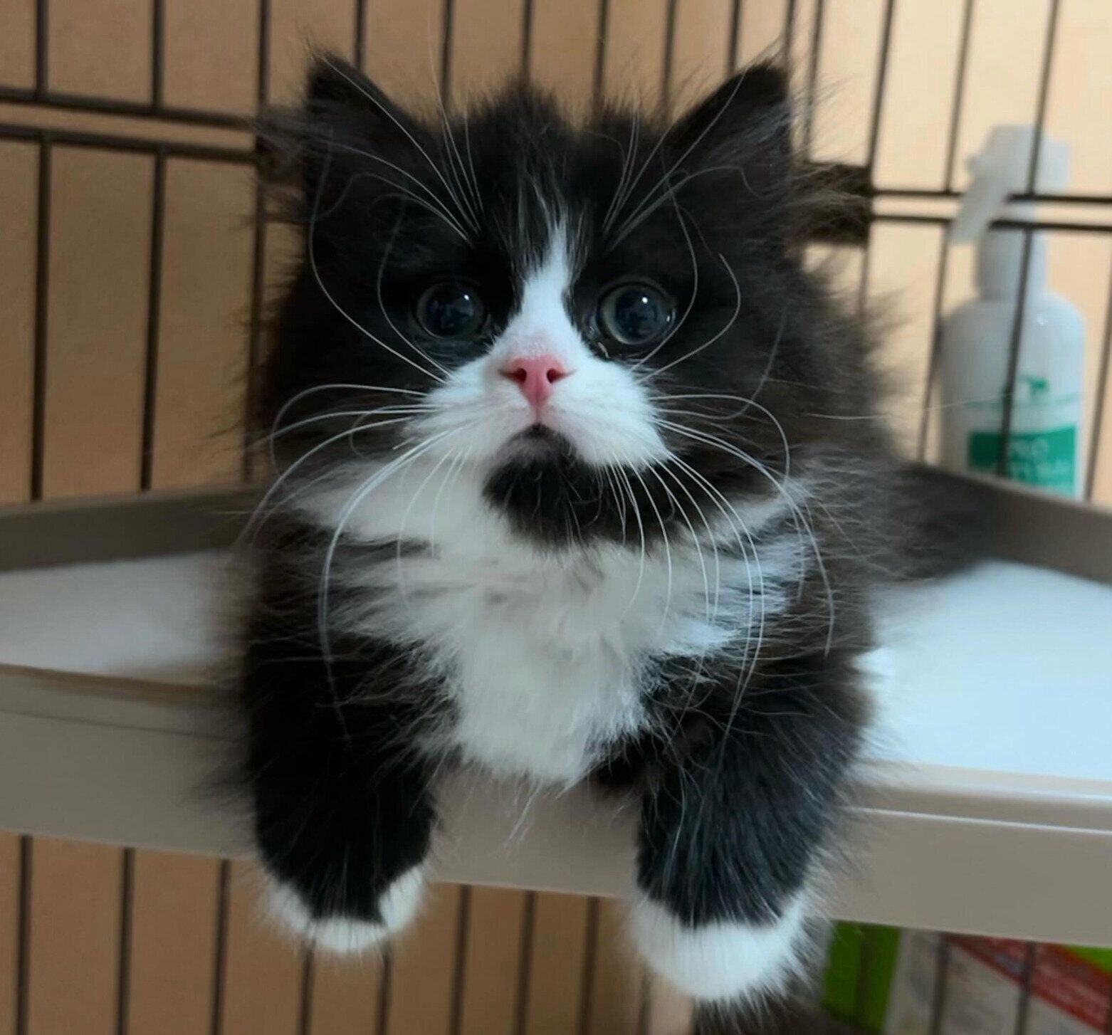 お迎え初日のミラちゃん