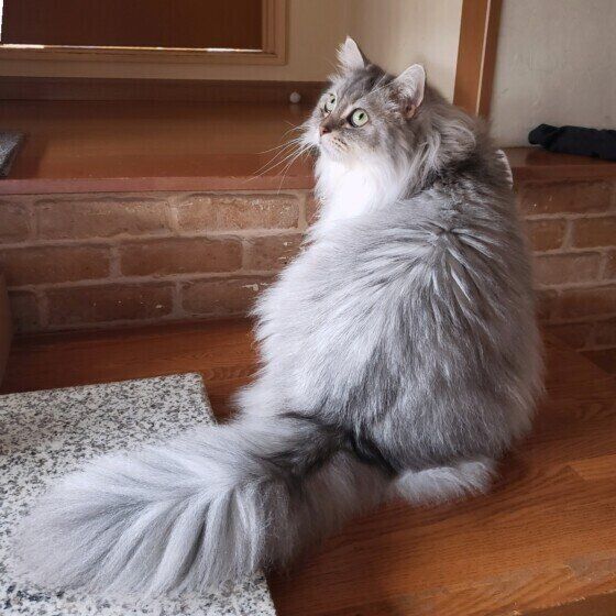 サイベリアンのさくらくん