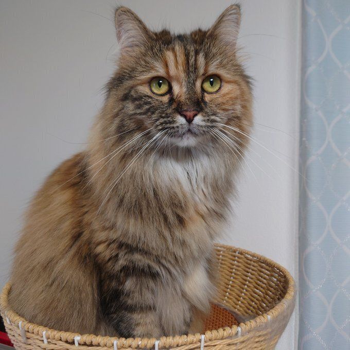 カゴの中に座るサイベリアン