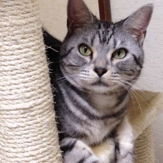キャットタワーでくつろぐアメリカンショートヘア