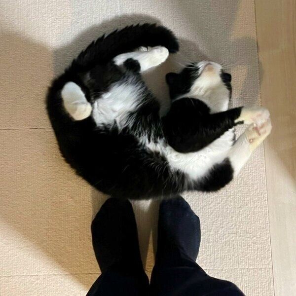 飼い主さんの足元で喜ぶたろうくん