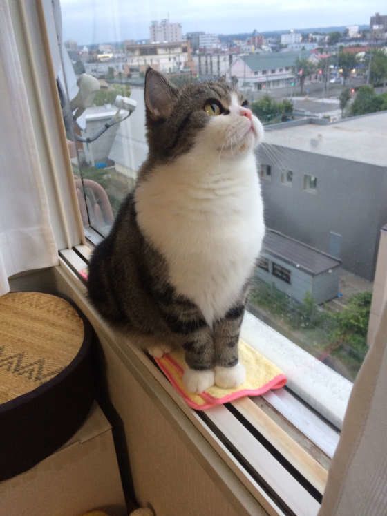 窓の外を眺める猫