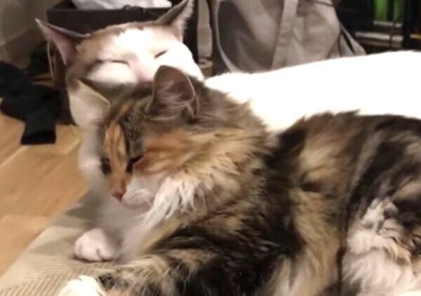 ひまりちゃんの毛づくろいをするつくねくん