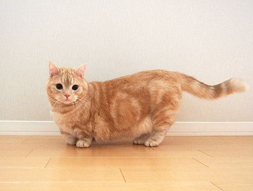 マンチカンのぷーちゃん